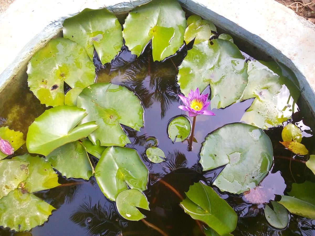 Sigiriya Nature Villa Lodge Екстериор снимка