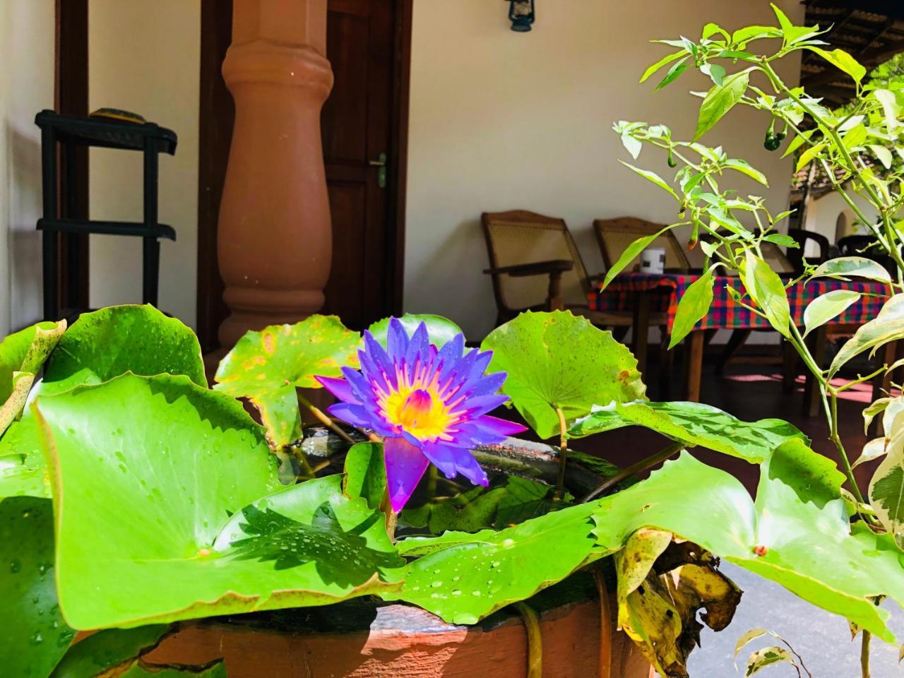 Sigiriya Nature Villa Lodge Екстериор снимка