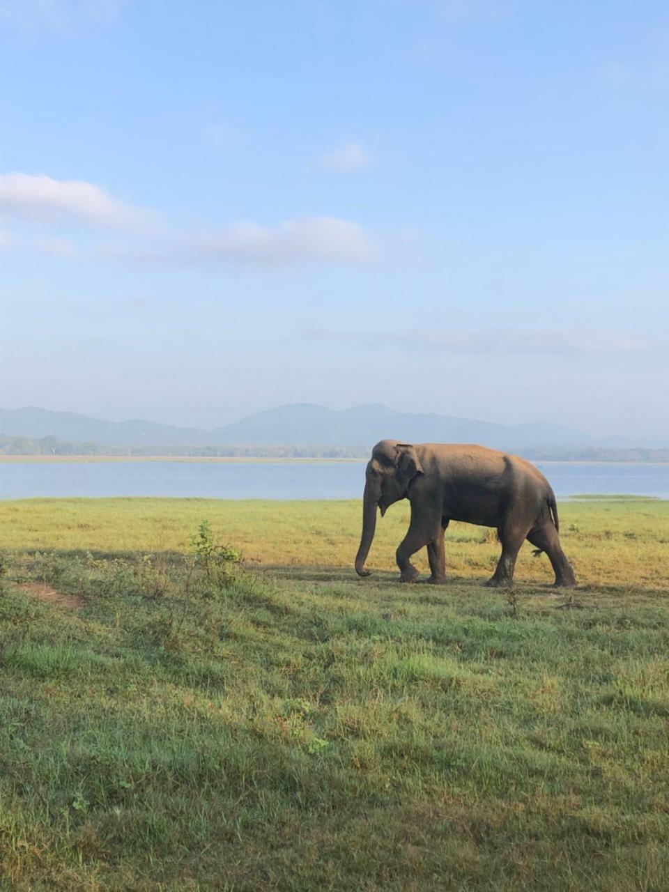 Sigiriya Nature Villa Lodge Екстериор снимка